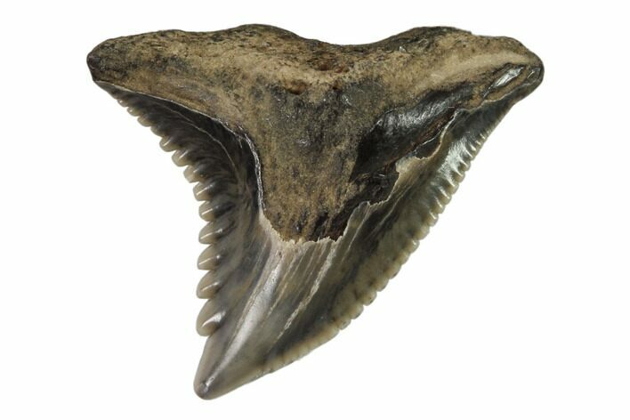 Hemipristis Shark Tooth Fossil - Virginia #102146